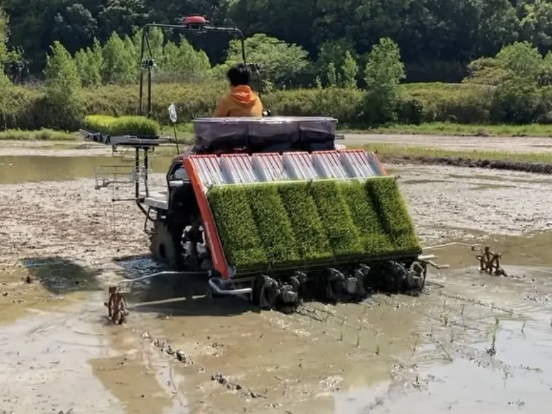 田植え