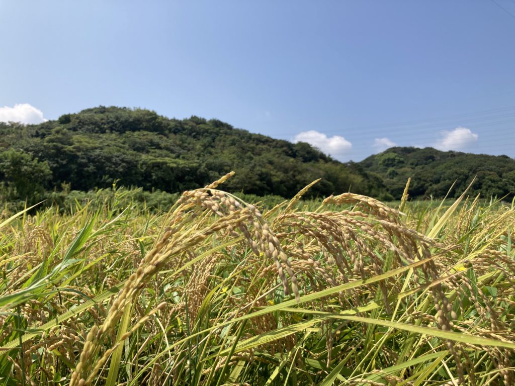 実りの秋、地域とともに歩む収穫の季節