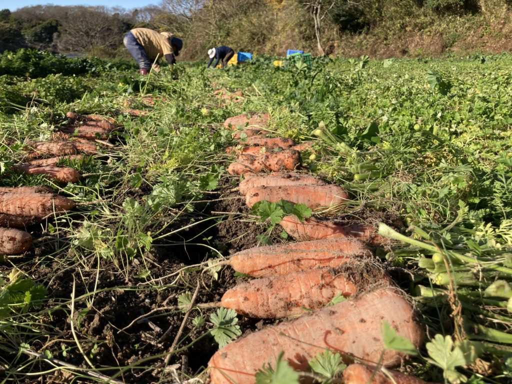 にんじん畑の様子