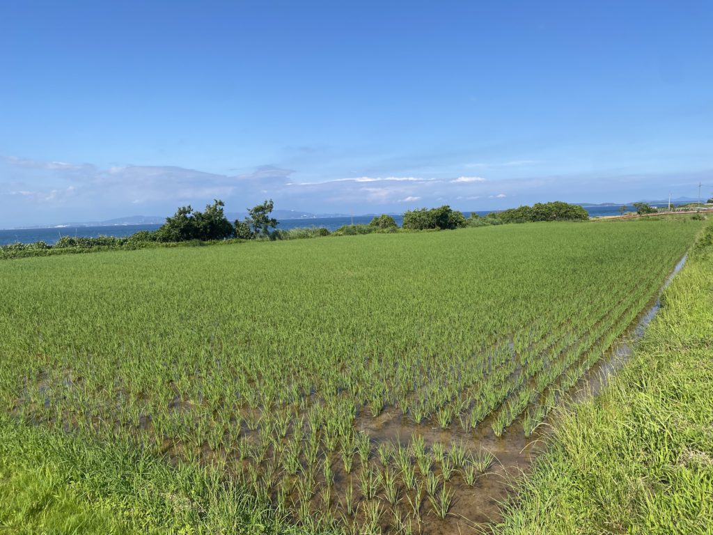 荒れていた田んぼに、再び水が入りました！
