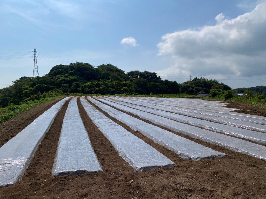 冬の収穫に向けて、夏の畑を整える