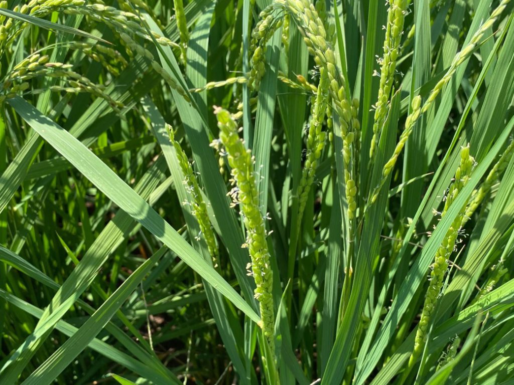 お米にも「花」が咲くって知っていますか？
