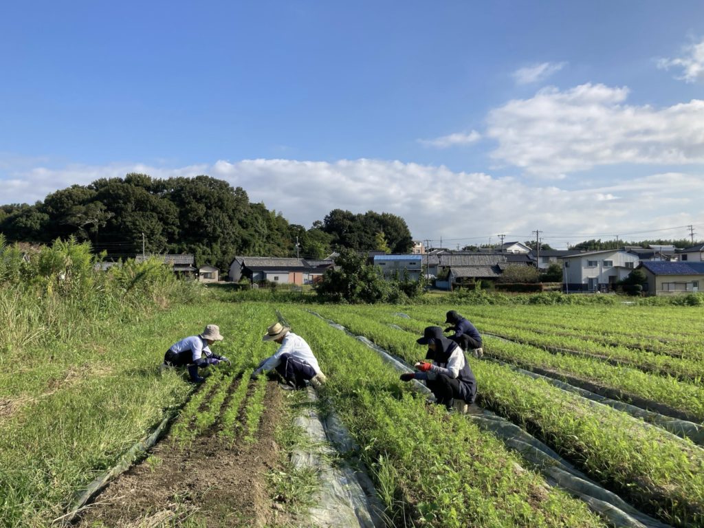 発芽した人参、秋の畑管理が始まっています